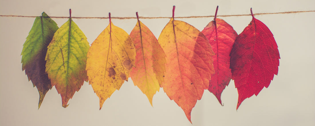 Embrace Autumn in Style: Fashion Tips for Fall